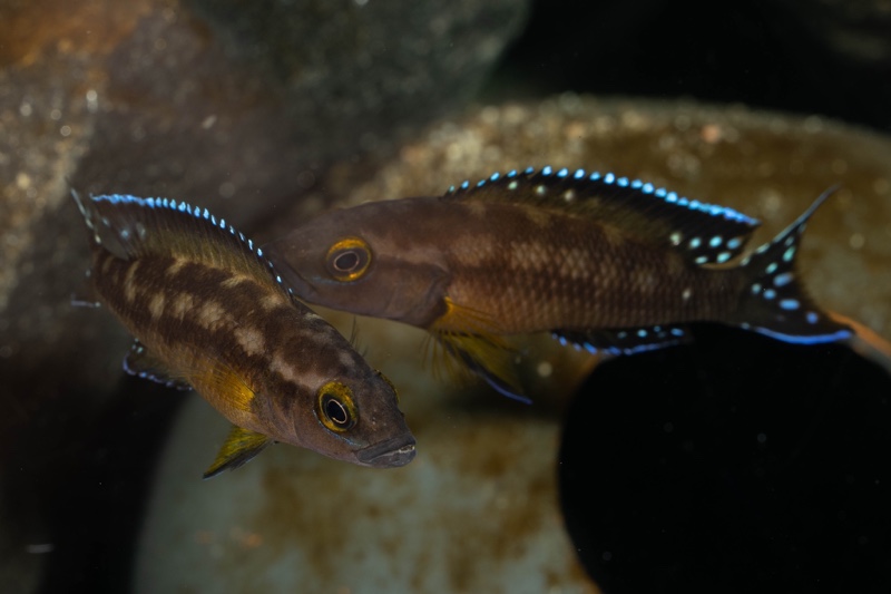 Neolamprologus buescheri 'Kamakonde'